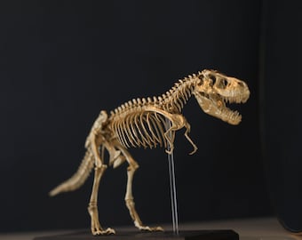 T. Rex Skeleton - Tyrannosaurus Rex Miniature
