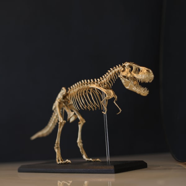 T. Rex Skeleton - Tyrannosaurus Rex Miniature