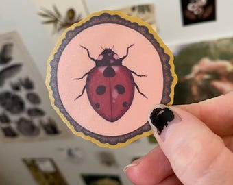 Ladybug Specimen Sticker, Matte Finish