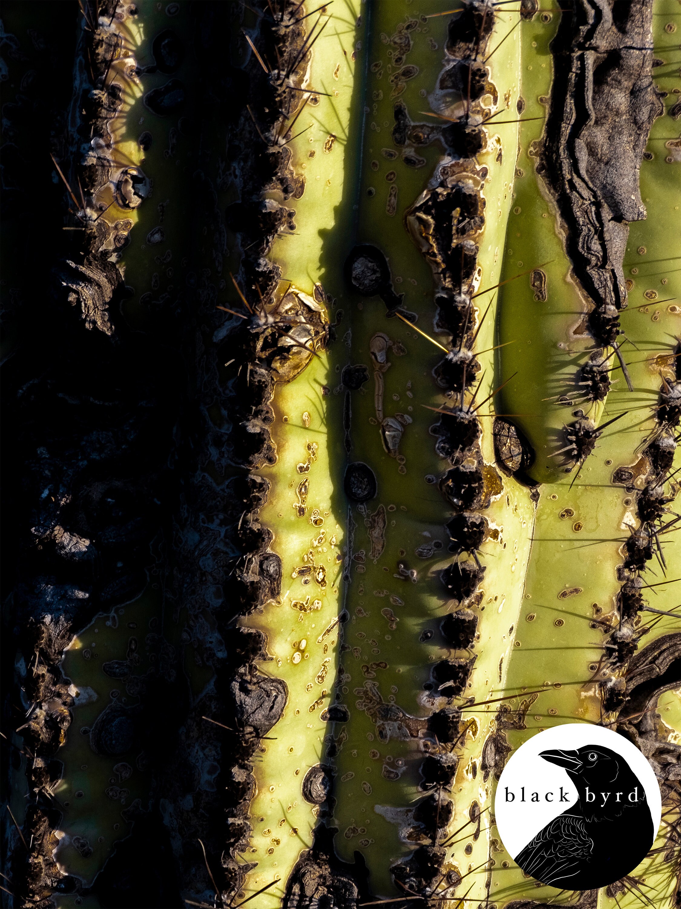 android cactus download free android cactus download free