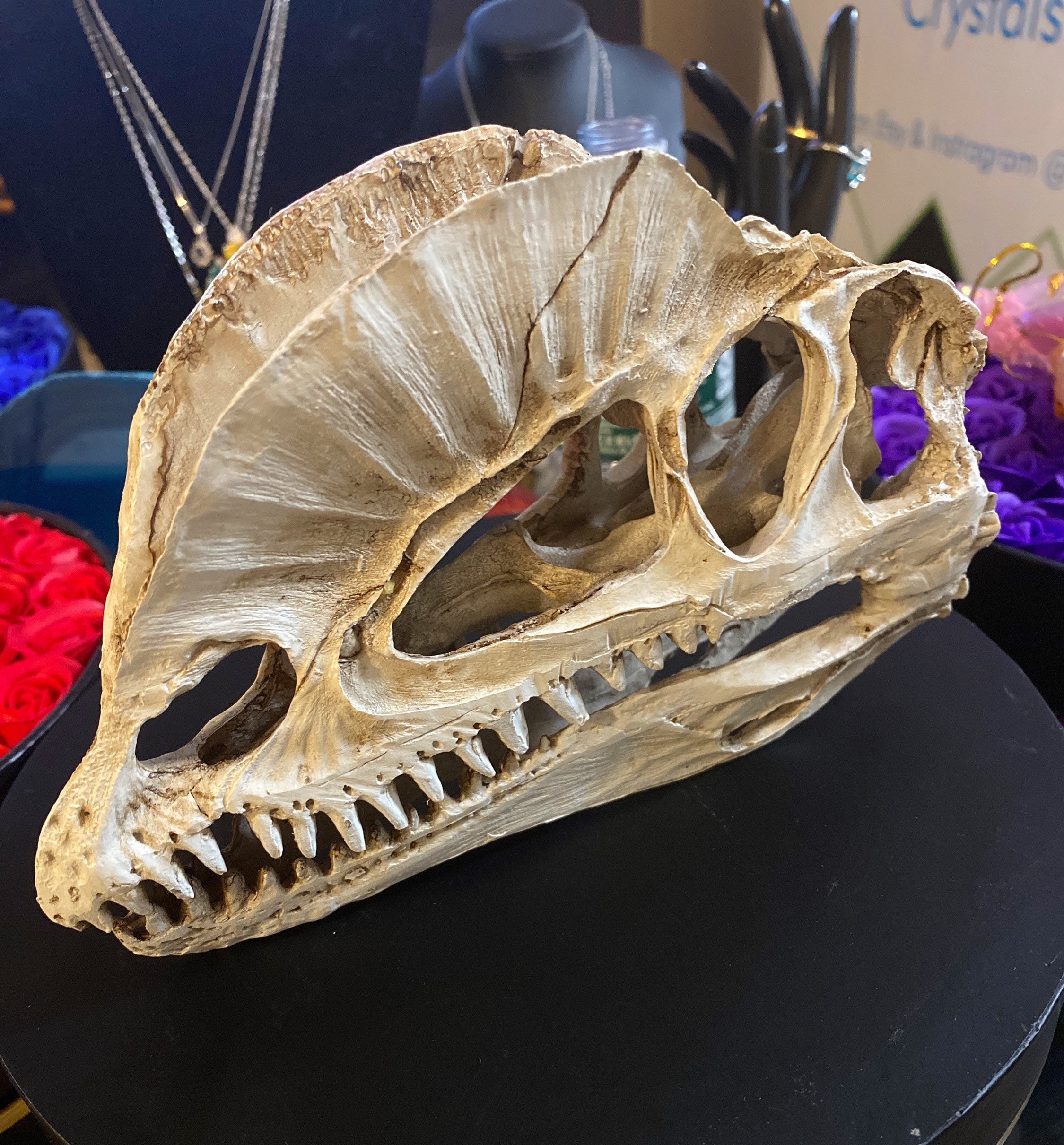 Dinosaur Skull for sale Only 2 left at 70