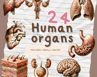 Anatomia degli organi umani PNG/Clipart per l'educazione medica, scientifica e biologica