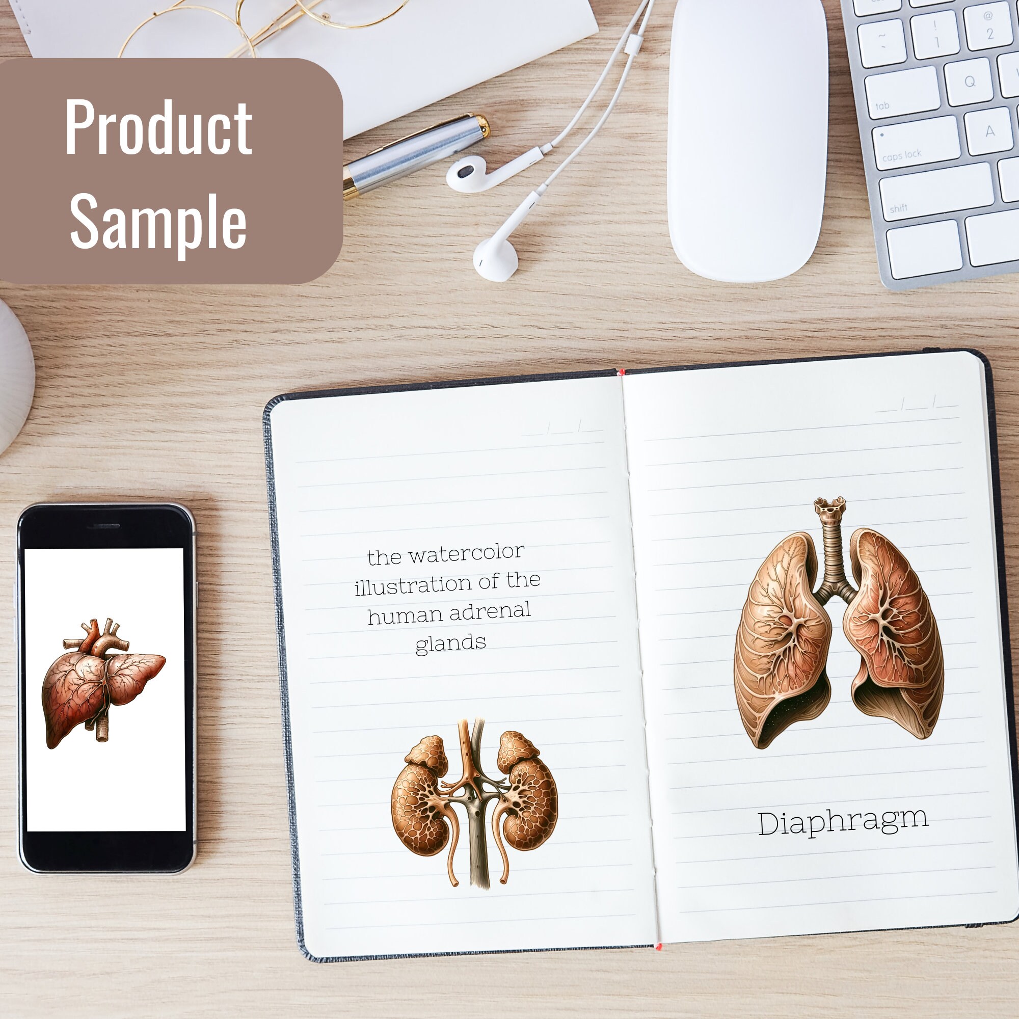 Anatomy Human Organs PNG | Clipart for Medical , Science, and Biology ...