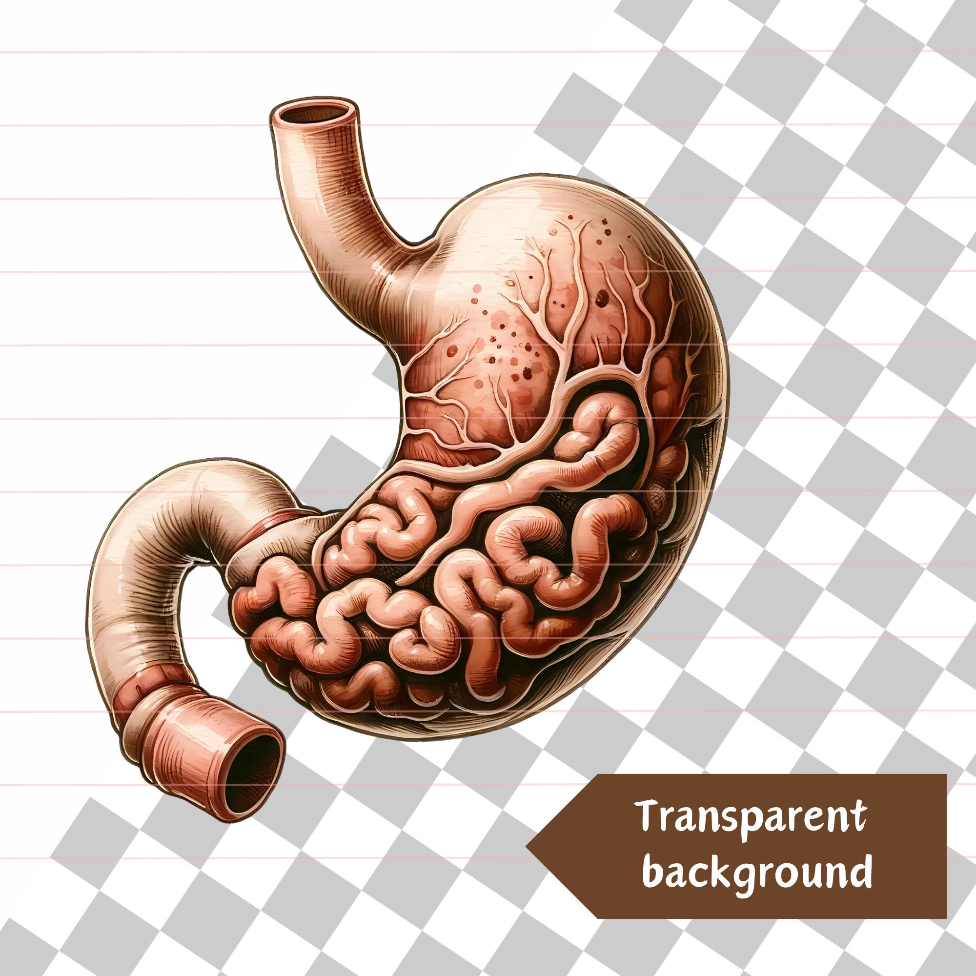 Anatomy Human Organs PNG | Clipart for Medical , Science, and Biology ...