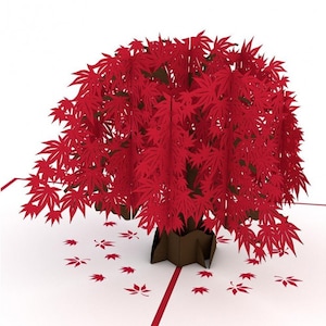 Japanese Maple Tree (L82A)