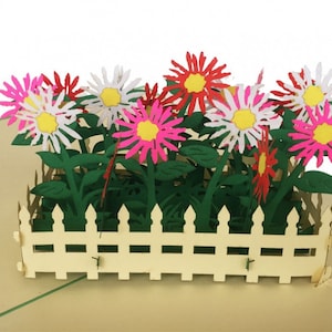 Garden Of Colorful Chrysanthemum (L142A)