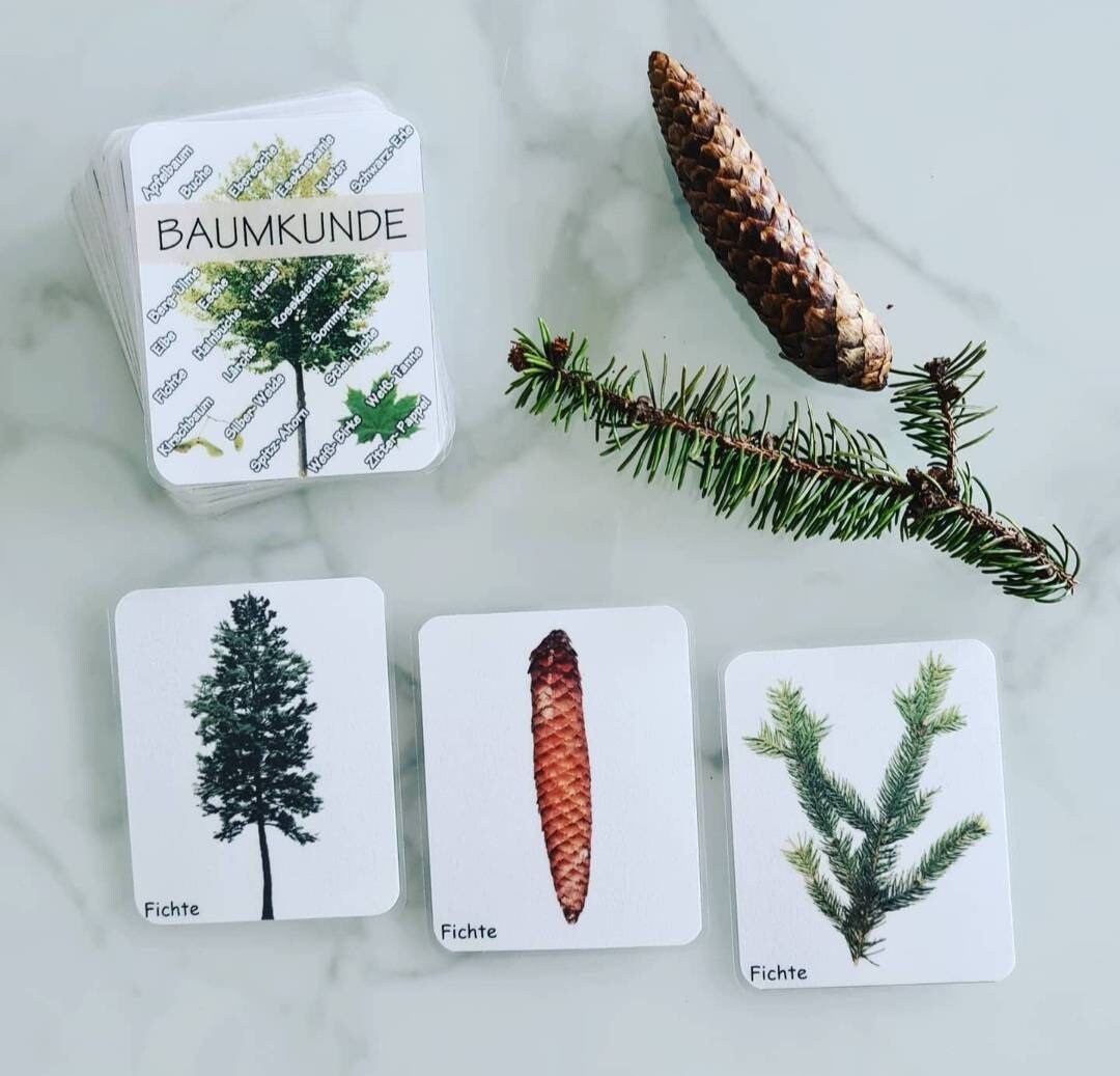 Arborology Educational Game, Learn Trees and Learn to Love Nature ...