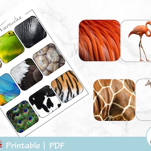 Könnte beinhalten: Ein druckbares PDF-Arbeitsblatt mit Bildern von Tiertexturen. Das Arbeitsblatt ist mit "Passende Tiersuche" in Deutsch betitelt. Die Bilder zeigen unter anderem einen Papagei, eine Schildkröte, einen Tiger, eine Giraffe, einen Pfau, einen Flamingo.