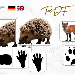 PDF Empreintes d'animaux forestiers, ensemble de chercheurs