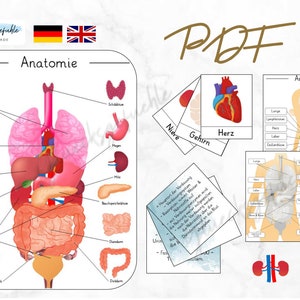 PDF Anatomie des Menschen und dessen Organe, Anatomy, Organs, Busy Book