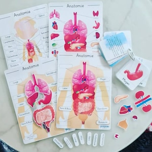 Anatomie des Menschen, Human Body, Montessori, Organe