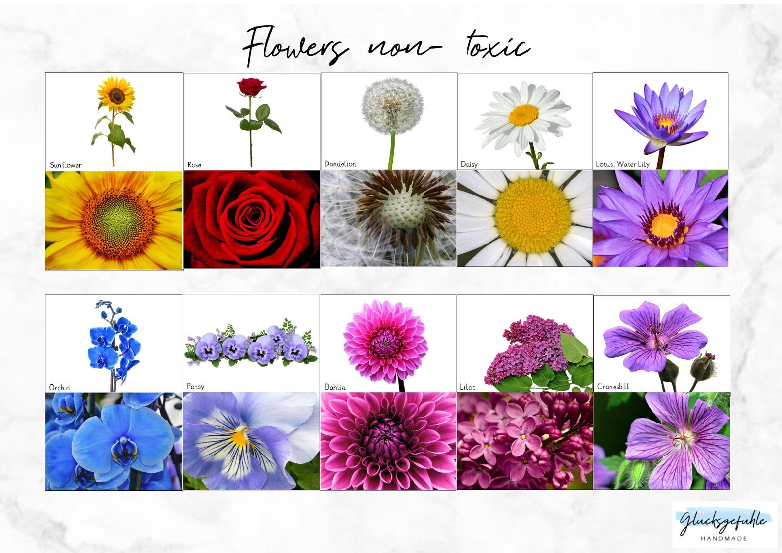 PDF ungiftige Blumen PDF non toxic Flowers Flash Cards Etsy