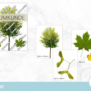 PDF Tree science, educational game, get to know trees, nature, Montessori