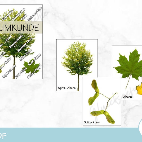 PDF Baumkunde, Lernspiel, Bäume kennen lernen, Natur, Montessori