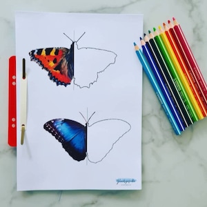 PDF Butterfly Experience Set Single Ausmalheft, PDF Butterfly Set Drawing Single