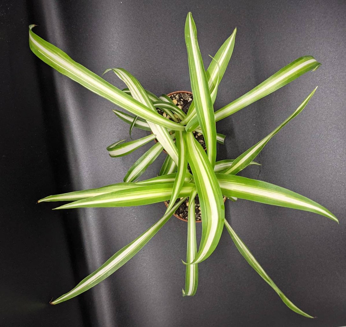Spider Plant Chlorophytum Comosum Air Purifier 2 Etsy