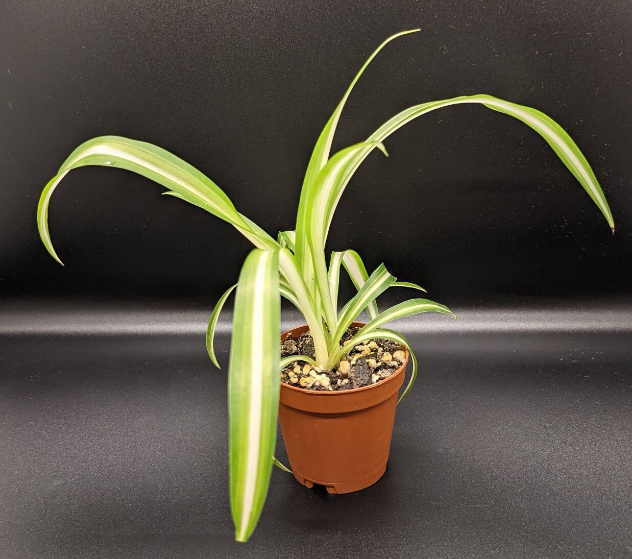 Spider Plant Chlorophytum Comosum Air Purifier 2 Etsy