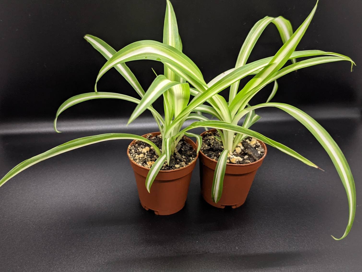 Spider Plant Chlorophytum Comosum Air Purifier 2 Etsy