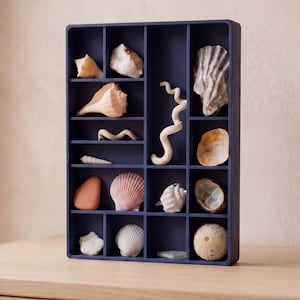 May include: A dark blue rectangular display case with multiple compartments, each containing a unique seashell, sea urchin, or piece of driftwood. The collection includes various shapes, sizes, and textures of marine specimens arranged in the grid.