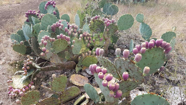 16oz. prickly pear cactus fruit 100% juice please do not ...