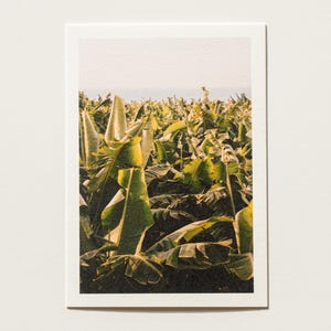 Piantagione di banane Cartolina Frutta tropicale Cartolina Tenerife