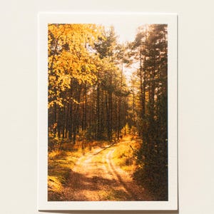 Fotografia della foresta lituana Paesaggio della foresta di pini della cartolina della Lituania panoramica