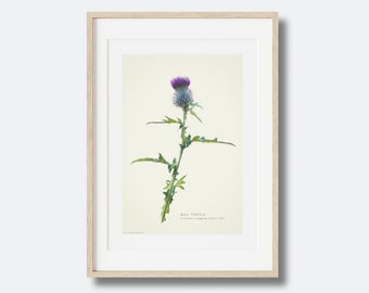 Scottish Thistle Wall Art Vintage Inspired Floral Print Flower of Scotland Botanical Boho Home Decor Scottish Gift Made in Scotland