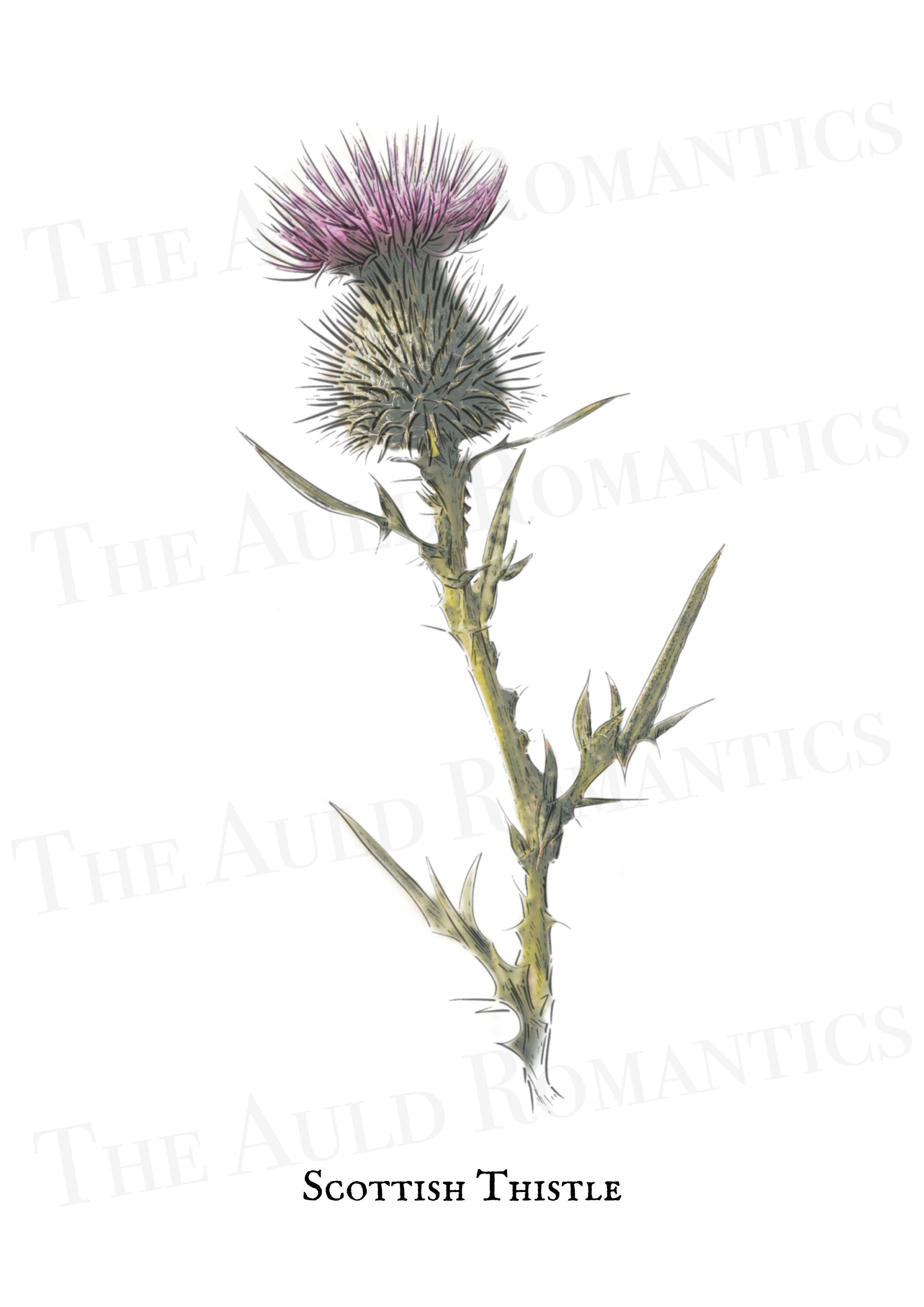 A4 Satin Print Scottish Thistle Flower of Scotland Etsy