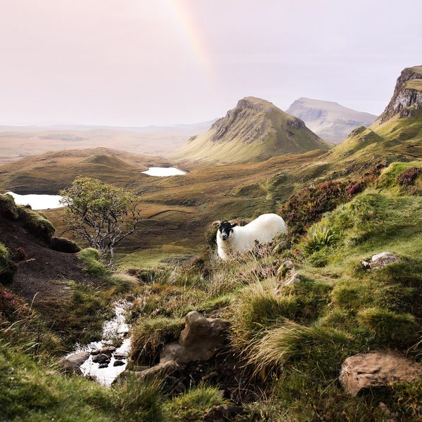 Sheep at the Quiraing Isle of Skye Scotland Premium Fine Art Print Signed by Artist + Authenticity Certificate Scottish Gift Unframed