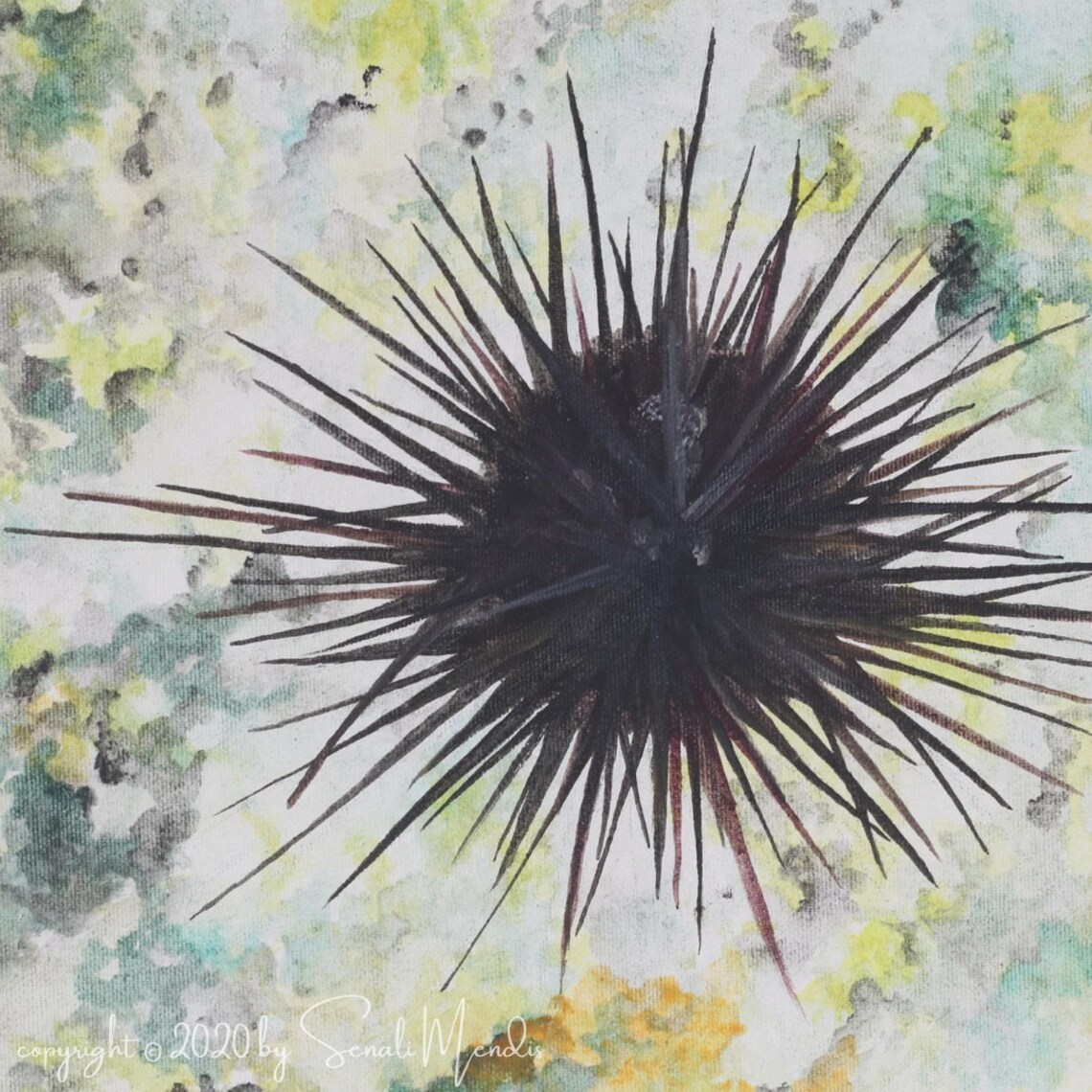 Sea Urchin oil Painting on Canvas Etsy