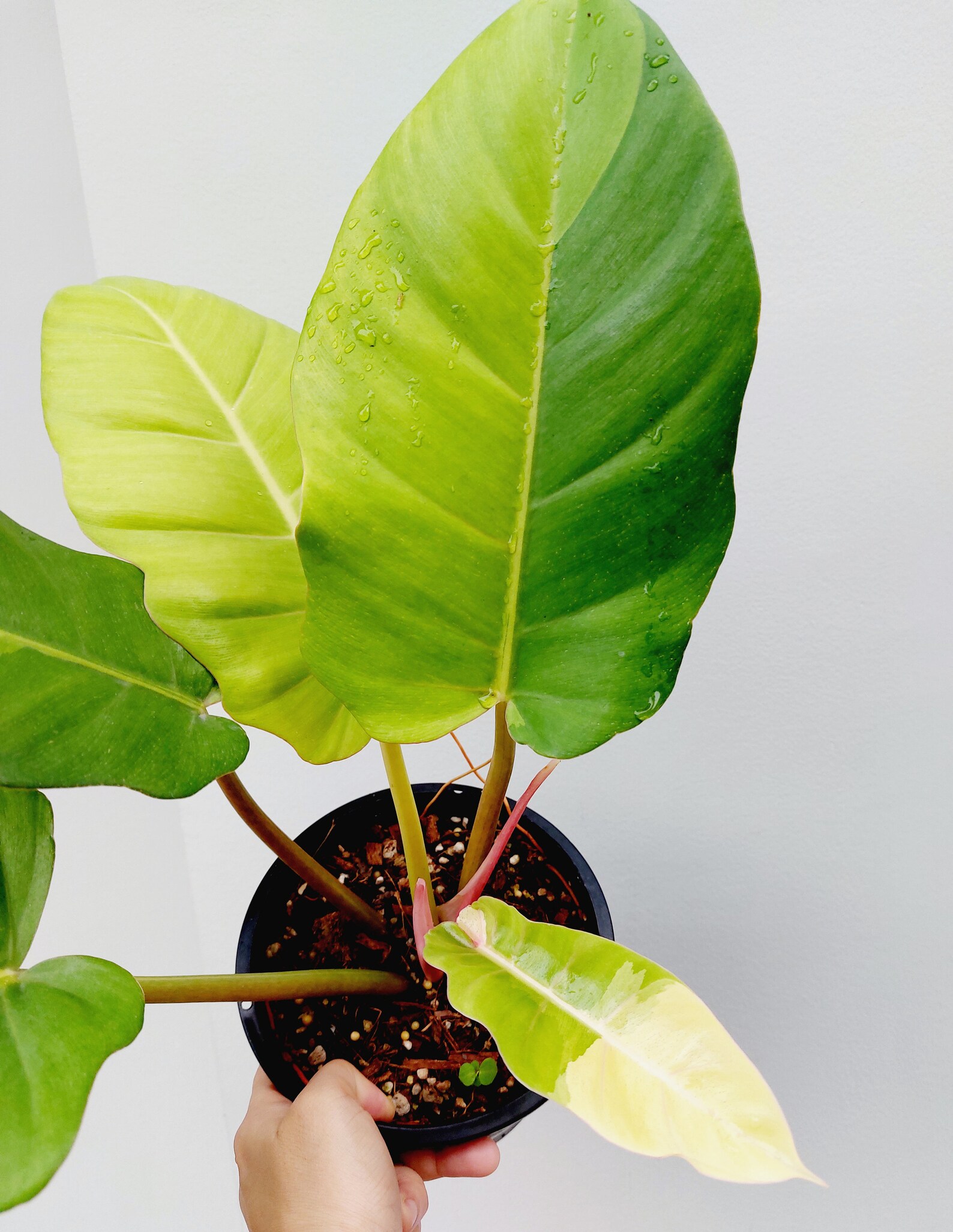 Philodendron Jungle Fever Variegated Etsy