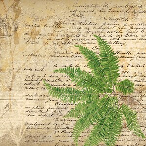 May include: A vintage, aged paper background with handwritten text in French. The paper is faded and has a distressed look. A green fern plant is in the lower right corner of the image.