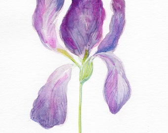 Pink flower - purple - violet in watercolor - Original drawing