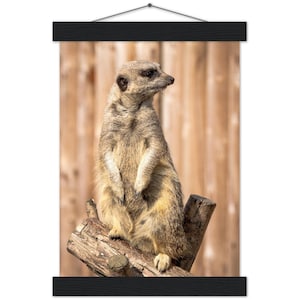 Meerkat marrone in natura zoo animale su tronchi di legno Wall Art Classic Semi-lucido Paper Poster & Hanger
