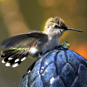 Anna's Hummingbird Water Drip on Beak on Water Feature