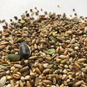Robin&#39;s Seed Blends for Hamsters and Gerbils | Seed mix base | 250g