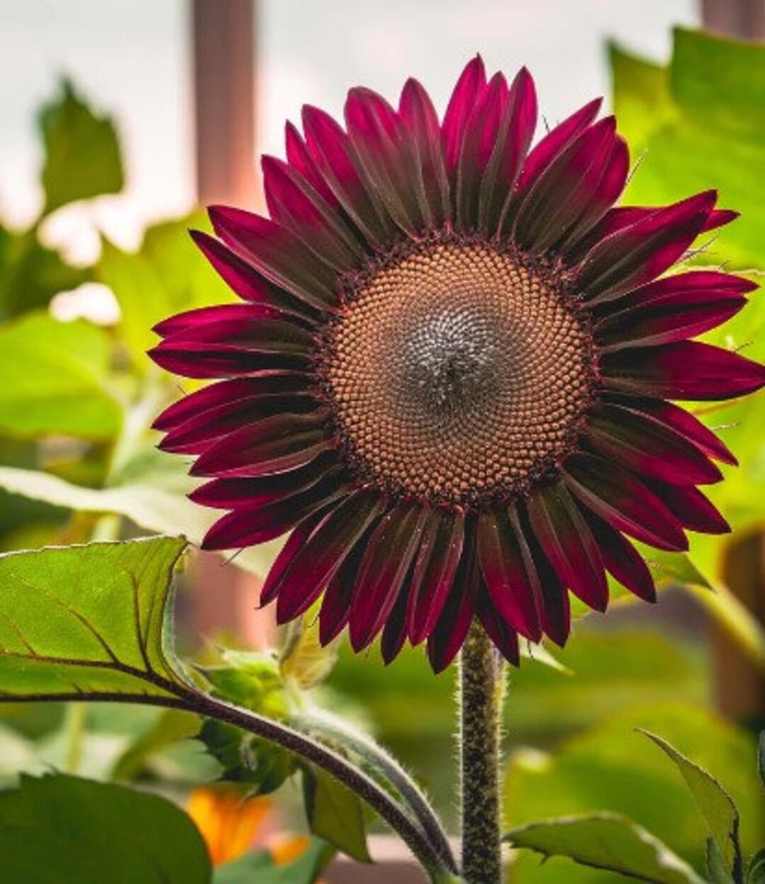 100 Rare Chocolate Cherry Sunflower Seeds Non GMO Grow Etsy