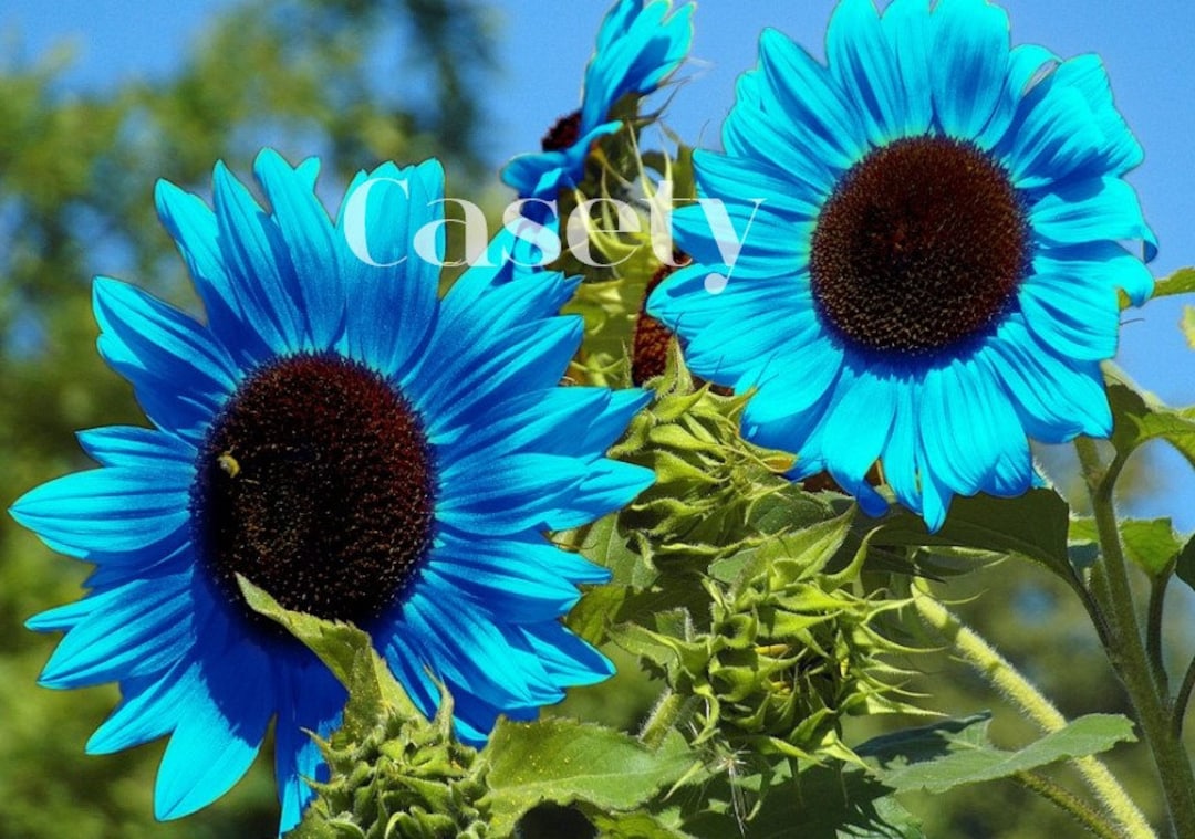 50 Blue Sunflower Seeds Non GMO Grow Indoors Outdoors Etsy