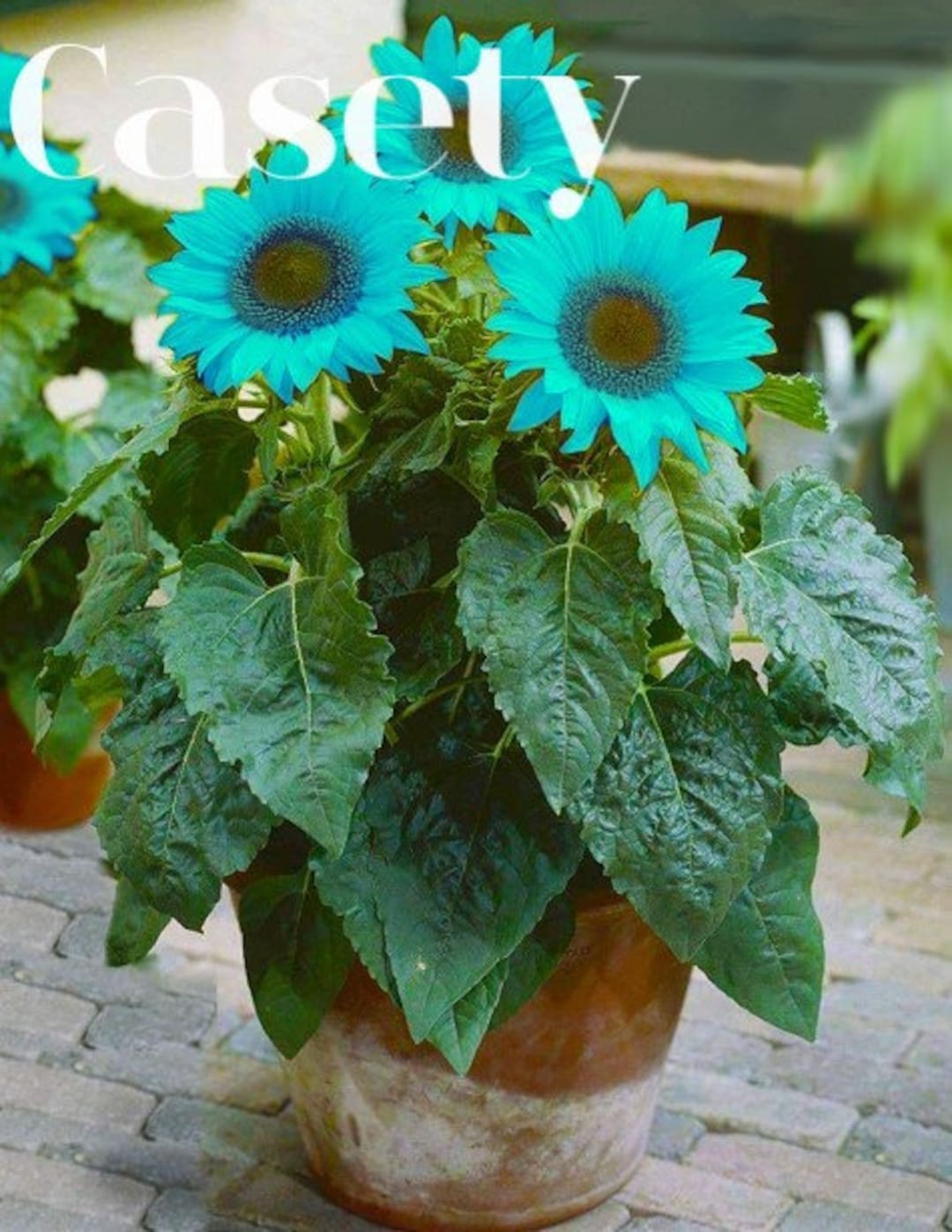 100 Rare Blue Sunflower Seeds Non GMO Grow Indoors Etsy