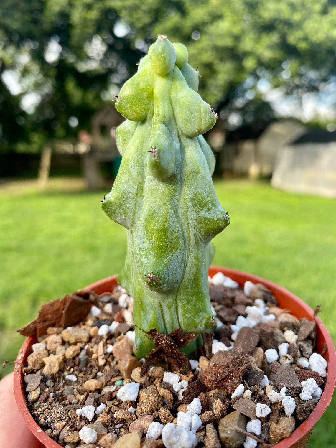 5 Tall Boobie Cactus Myrtillocactus Geometrizans | Etsy