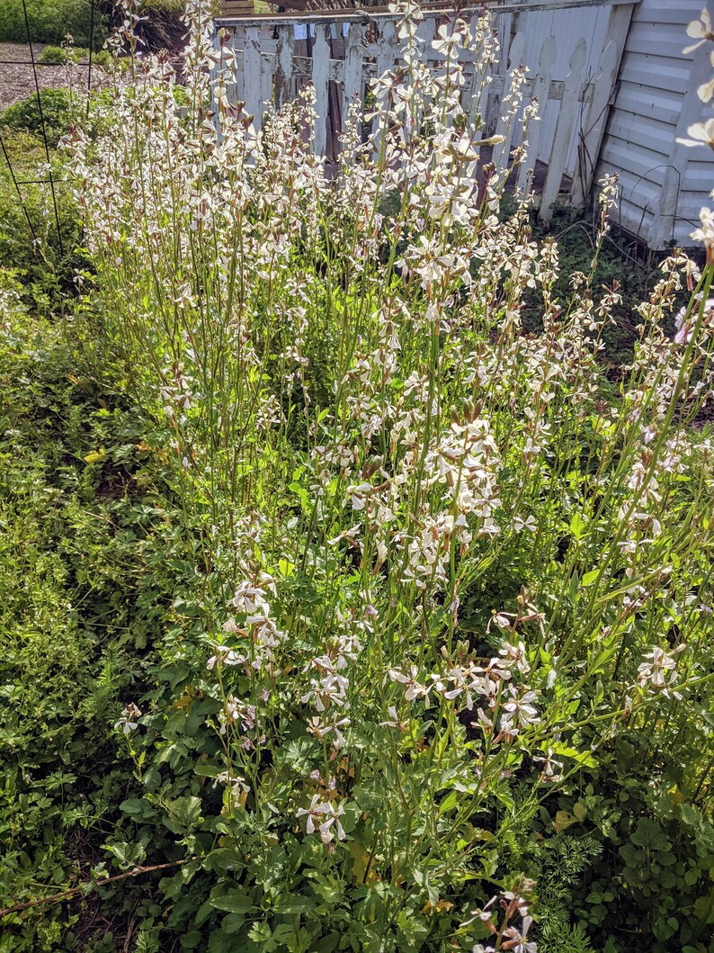 Arugula Eruca sativa 260 Seeds image 2