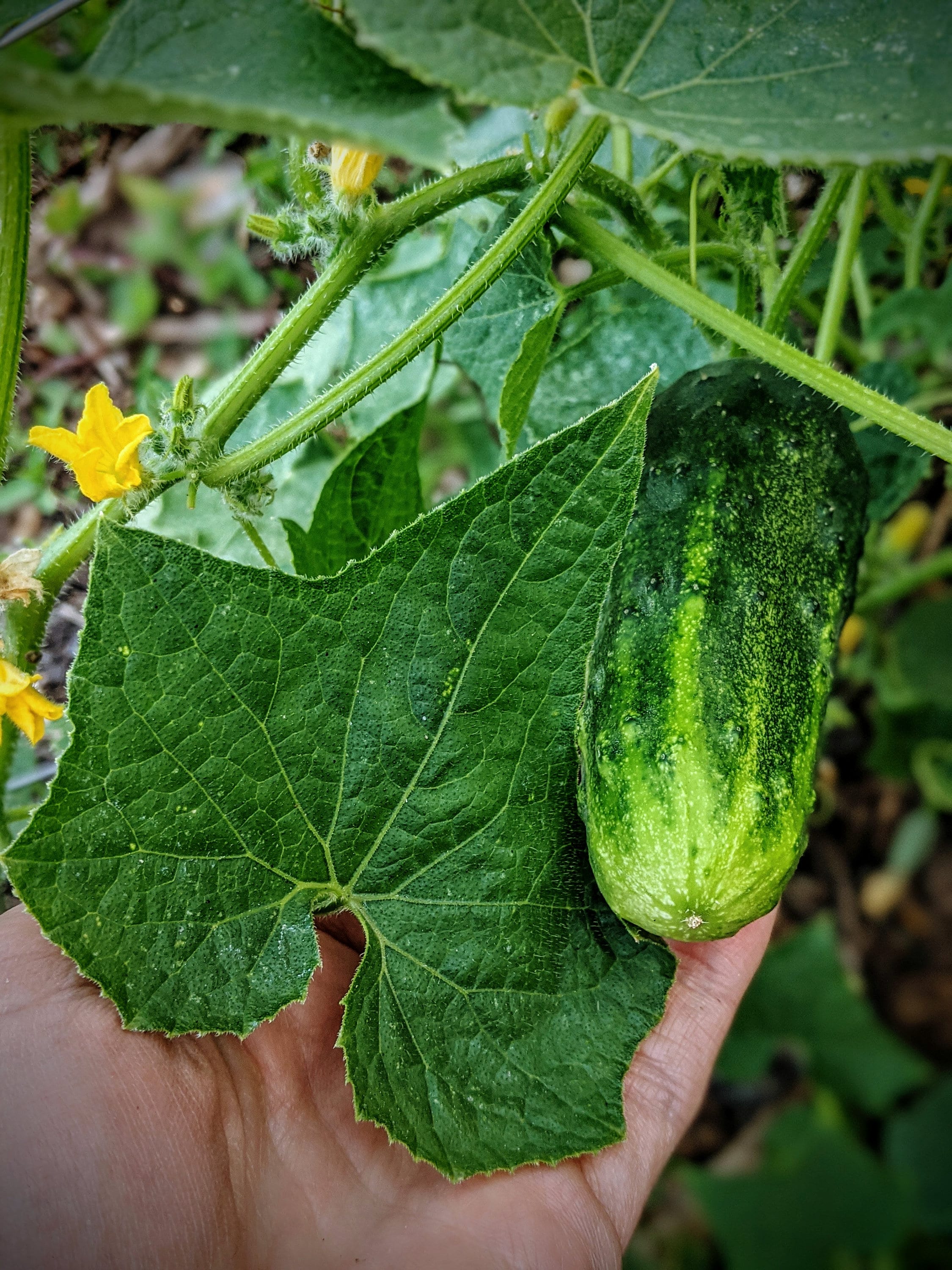 Pepino de hoja pequeña Cucumis sativus