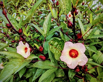 Roselle Hibiscus Seeds