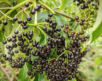 American Black Elderberry (Sambucus nigra canadensis) - 8 cuttings