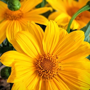 Giant Mexican Sunflower (Tithonia diversifolia) - 8 cuttings