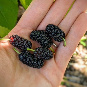 Mulberry (Black hybrid) - 8 cuttings