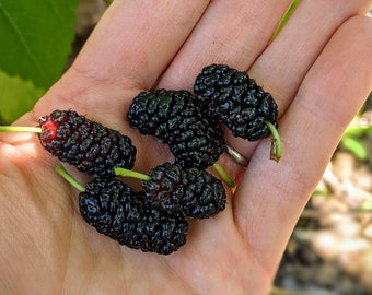 Mulberry (Black hybrid) - 8 cuttings