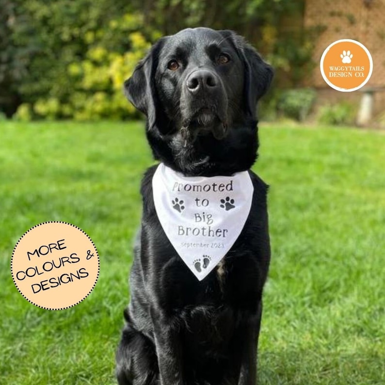 May include: Black Labrador Retriever wearing a white bandana with the text "Promoted to Big Brother September 2023" and paw prints. The bandana is on a green grassy background.