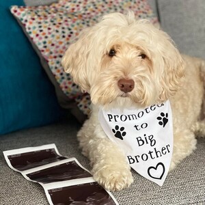 May include: A white dog wearing a white bandana with black text that says "Promoted to Big Brother" and a black heart. The dog is sitting on a gray couch with a black and white ultrasound image in front of it.