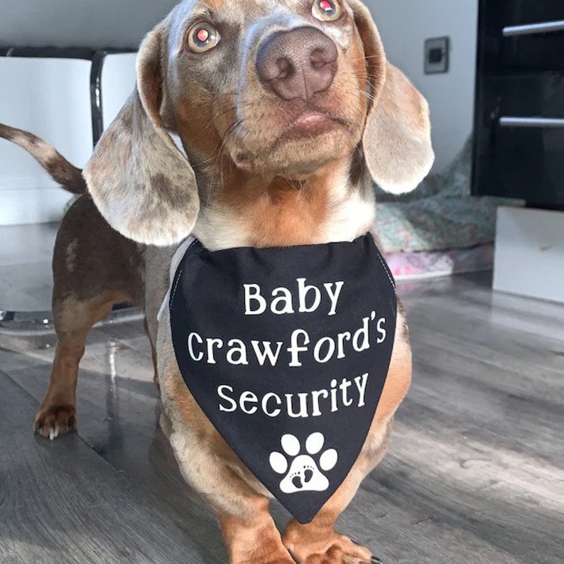May include: A brown and white dachshund wearing a black bandana with the text "Baby Crawford's Security" and a white paw print with two small white footprints.